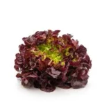 LAITUE FEUILLE DE CHENE ROUGE – الخس الاحمر