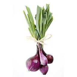 oignons nouveaux rouges - بصلة خضارية